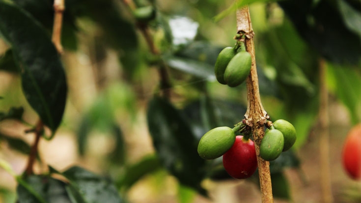 PODCAST: Saving Coffee: Combating Coffee Rust in Central America
